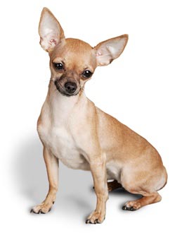 chihuahua