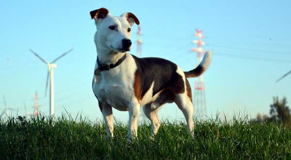 jack russell