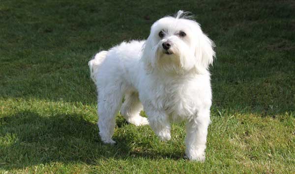 maltese