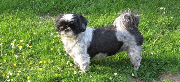 shih tzu