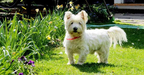 westie