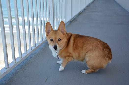corgi